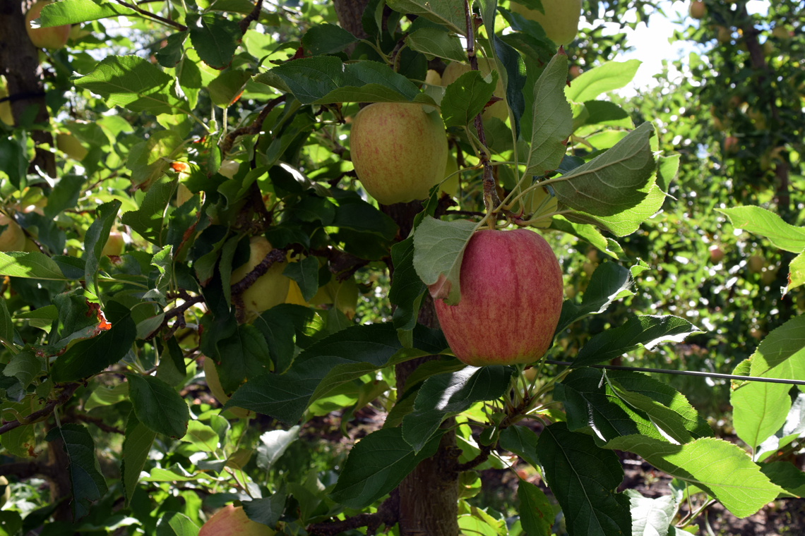 BC apples, two apples